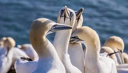 开云·体育全站登录地址-博卡防线缺乏整体横向协同，博卡防线缺乏整体横向协同功能